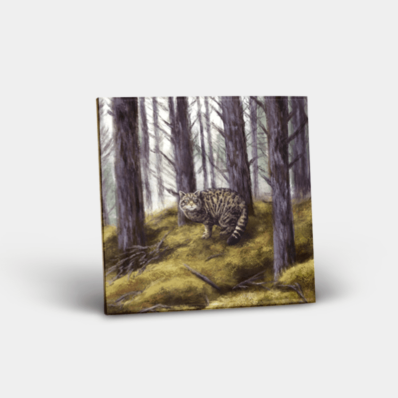 Country Images Personalised Custom Ceramic Tile Tiles Scotland Highland Collection Wild Cat Wildcat Nature Wildlife Gift Gifts