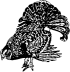 Engraved Capercaillie 393