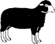 Engraved Sheep 414